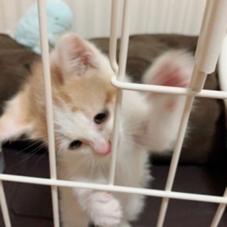 茶白の子猫 オスです