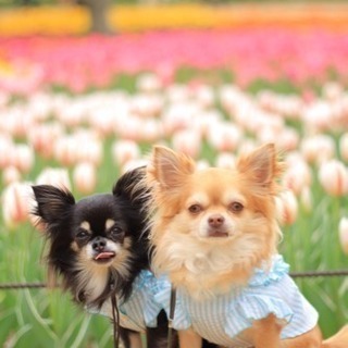 犬友さん募集