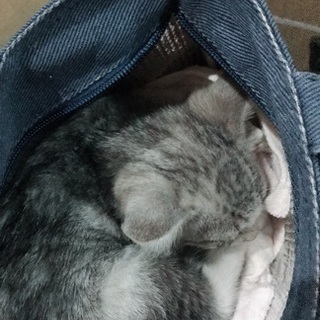 子猫の里親募集