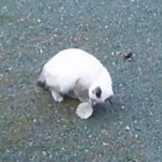 バドミントンがしたいです