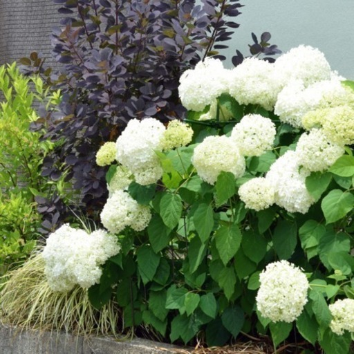 残り1鉢★アナベルの鉢植え