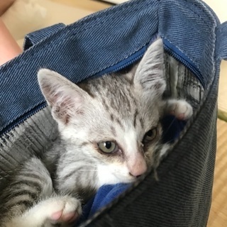 子猫の里親募集 - 豊見城市