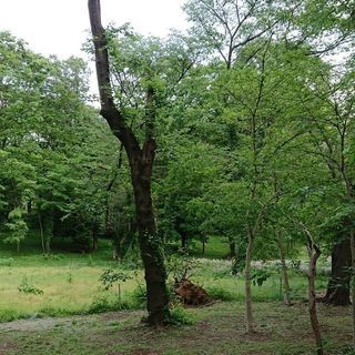 ５月２８日(火)プチ散歩＆カフェ会参加者募集 - 友達