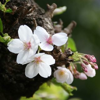 ５月２８日(火)プチ散歩＆カフェ会参加者募集 − 東京都
