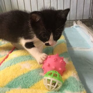 とっても人なつこいチー ２ヶ月の画像