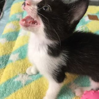 とっても人なつこいチー ２ヶ月 - 猫