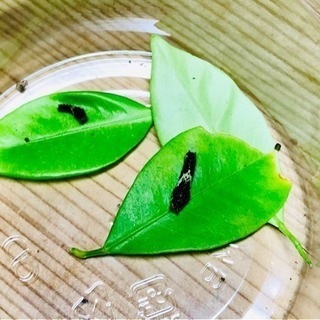 ☆元気☆自由研究に最適☆ナミアゲハ幼虫2頭セット