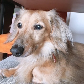 里親さんを募集します。