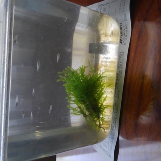 （お取引き中）令和生まれのミックスめだかの稚魚!!　