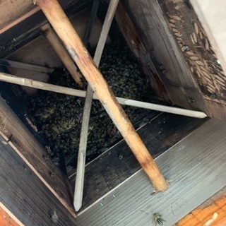 日本蜜蜂の画像