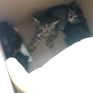 約生後３週間程の子猫！！