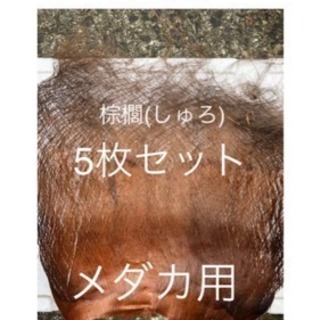 メダカ 産卵床 棕櫚