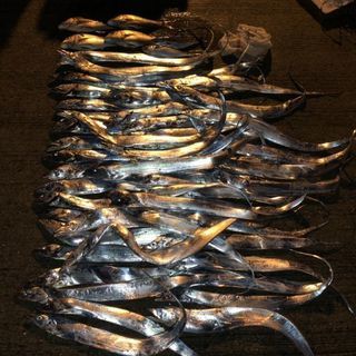 船釣りメンバー募集 - 友達