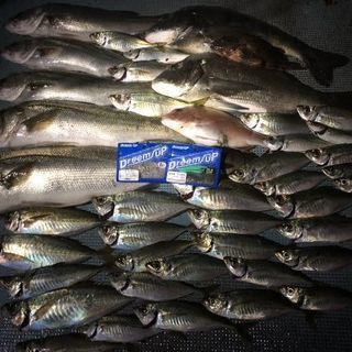 船釣りメンバー募集 − 和歌山県