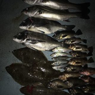船釣りメンバー募集 - メンバー募集
