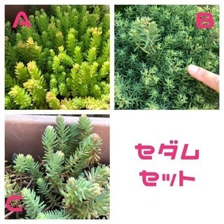 多肉植物  セダムのカットのセット