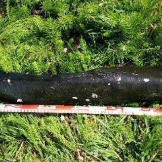 土日休みの釣り仲間「雷魚」