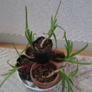 アロエ 苗 多肉植物