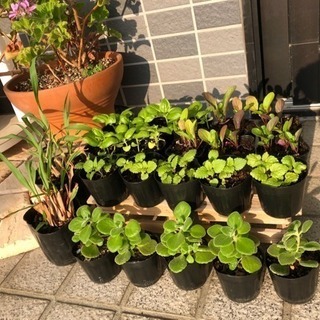 ハーブ苗あげます