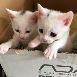 生後1ヶ月の子猫２匹です。