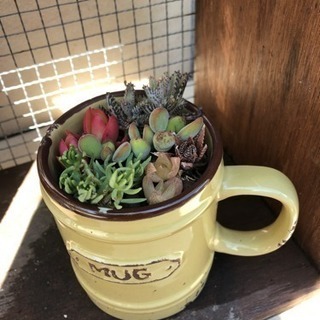多肉寄せ植え①