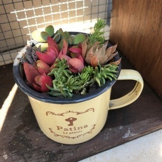多肉寄せ植え②