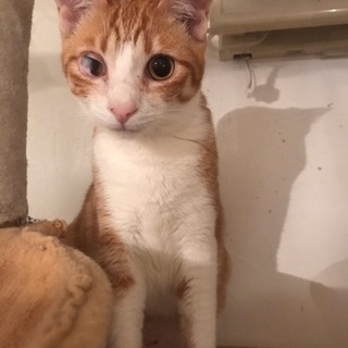 すももちゃん