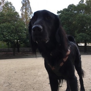 犬友達募集🐕