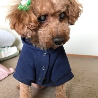 精神障害がある方また知的などあるかたの為のぐるちゃ