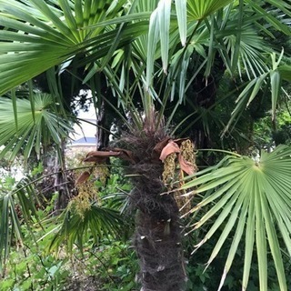 無料 南国ガーデンに シュロの木 180cm位の画像