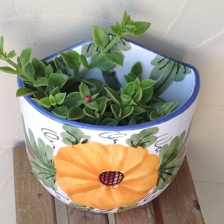 多肉植物 ピンクの花