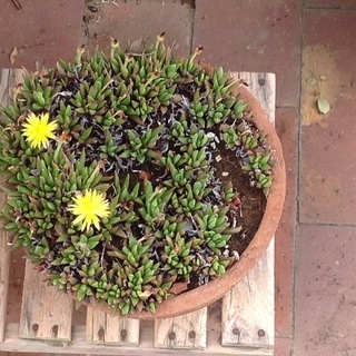 多肉植物 黄色の花
