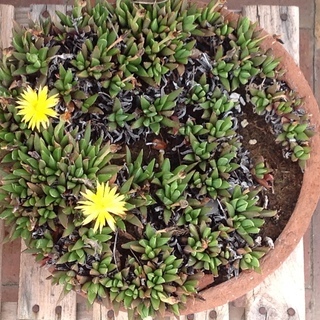 多肉植物 黄色の花の画像