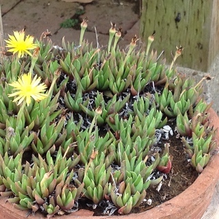 多肉植物 黄色の花の画像