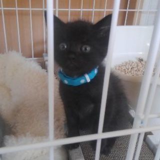 黒猫くんの里親さん募集中！　