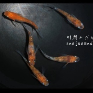 メダカの好きな方