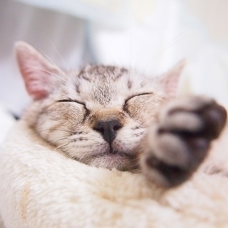 猫用品手作りDIY　情報交換♪