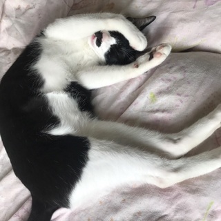 大切に育ててくださる方