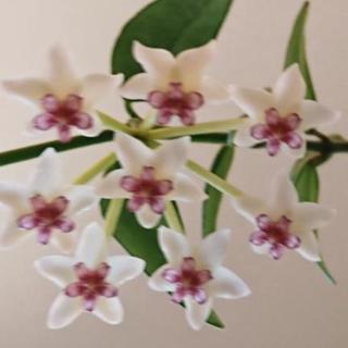 多肉植物、食虫植物、植物が好きな人は居るかな⁉️