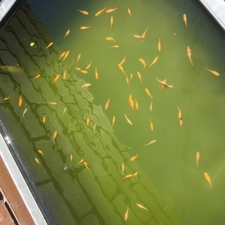 ★超特価★1匹100円みゆきめだか(スーパー強光)楊貴妃メダカ赤系パンダメダカの画像