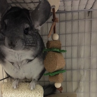 チンチラ シルバー