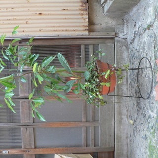 ゆずり葉・びわ・ブライダルベール☆なぜか寄せ植え(;・∀・)