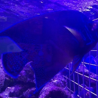 サザナミヤッコ  海水魚