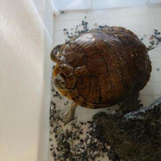 ミドリガメ譲ります