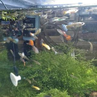 ★グッピーのメスと稚魚あげます。の画像