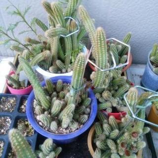 多肉植物　の画像