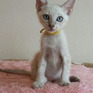 6月2日(日)の琉球・奄美大島特集 猫の譲渡会に出します❤️シャ...