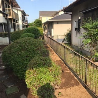 植木処分