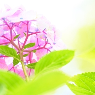 今年の夏はカメラ片手に出掛けませんか？ − 京都府