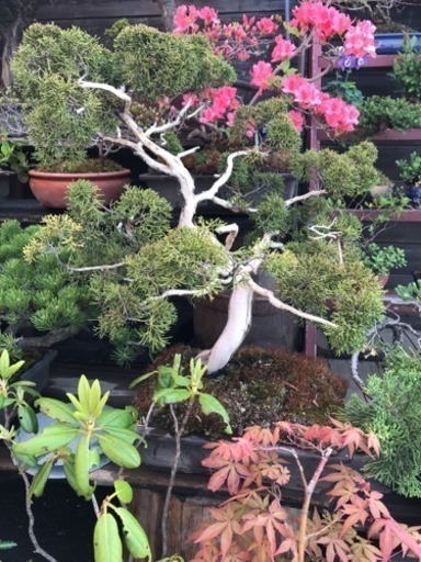 真柏盆栽、